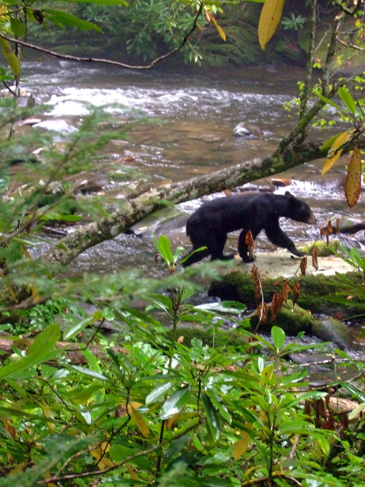One of Great Smoky Mountains National Park's approximately 1,500 black bears (Photo: Tom Adkinson)